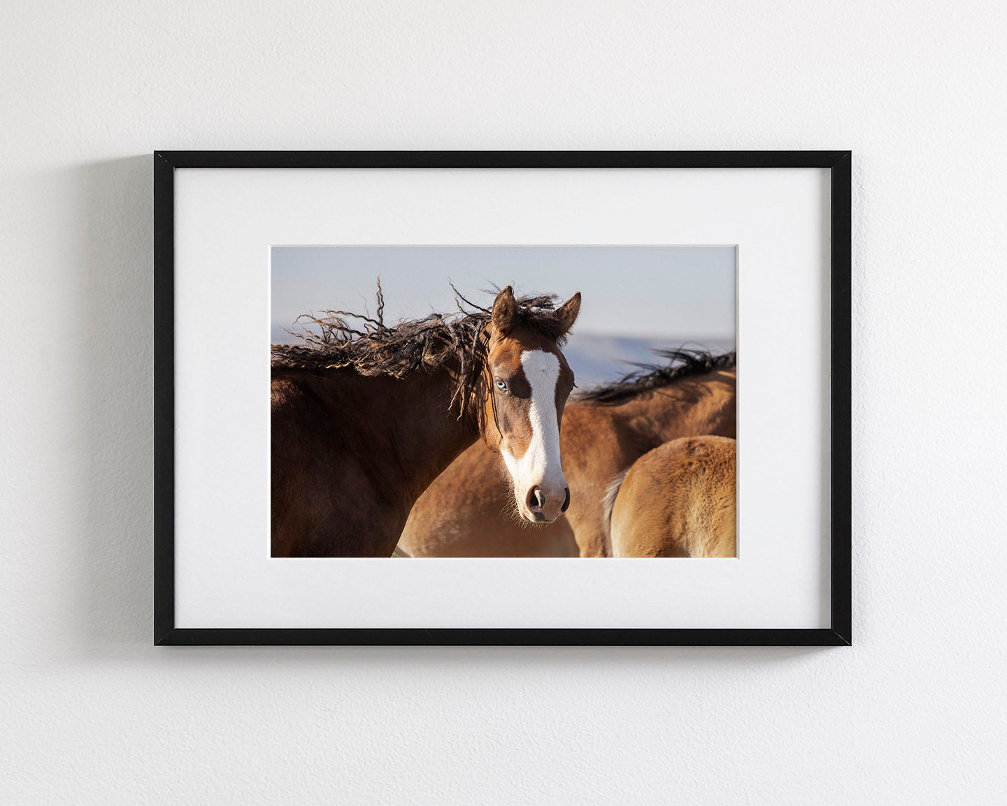 Curly, Blue Eyed Mare