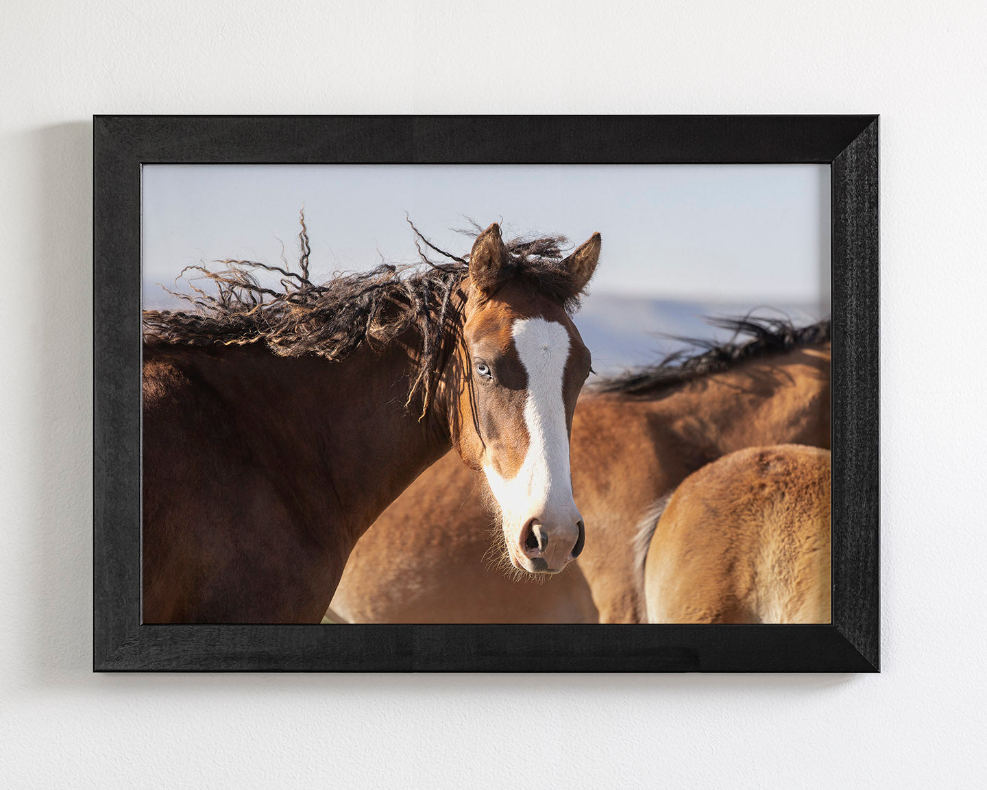 Curly, Blue Eyed Mare