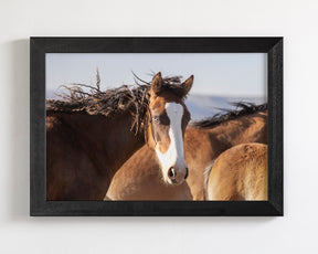 Curly, Blue Eyed Mare