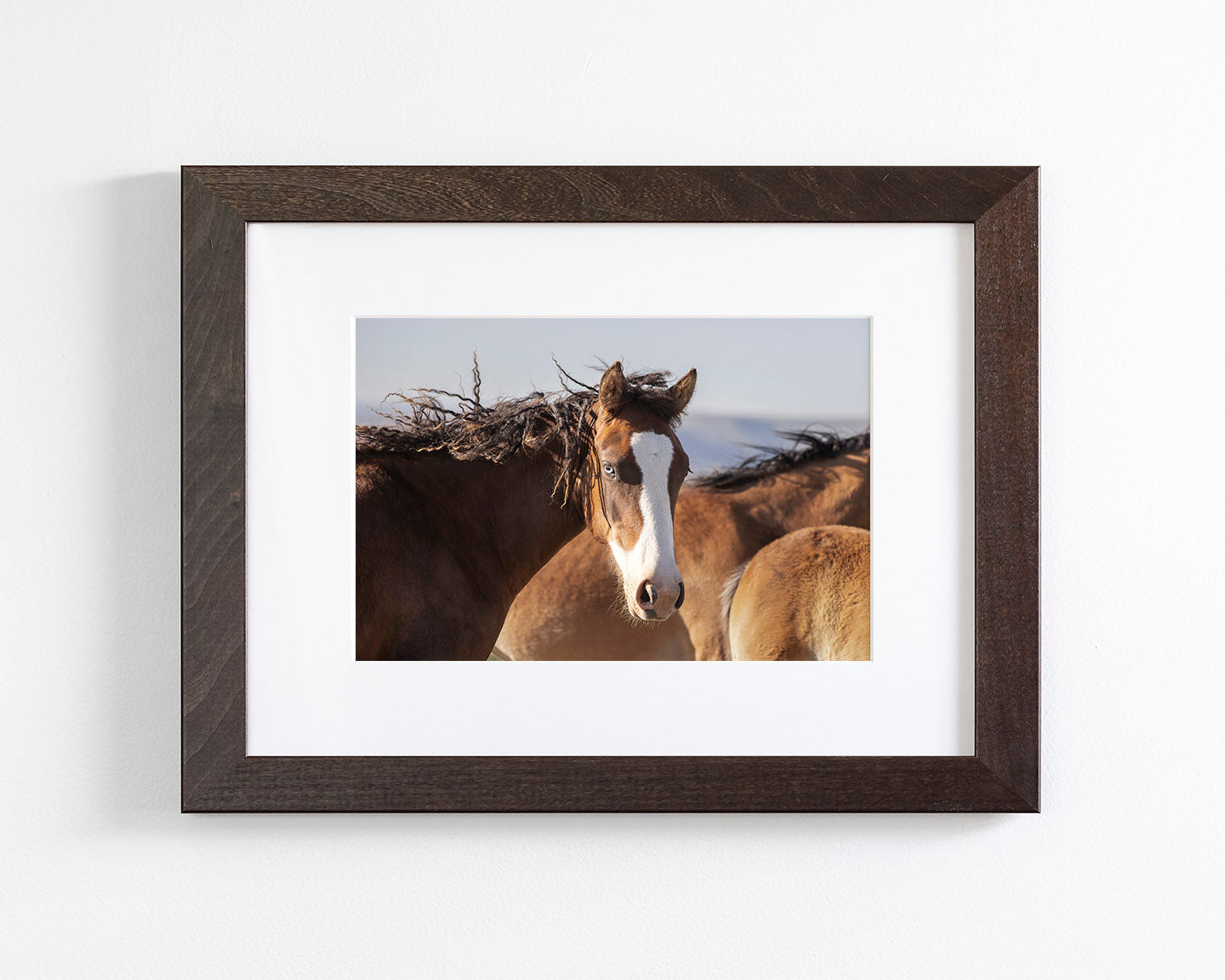 Curly, Blue Eyed Mare