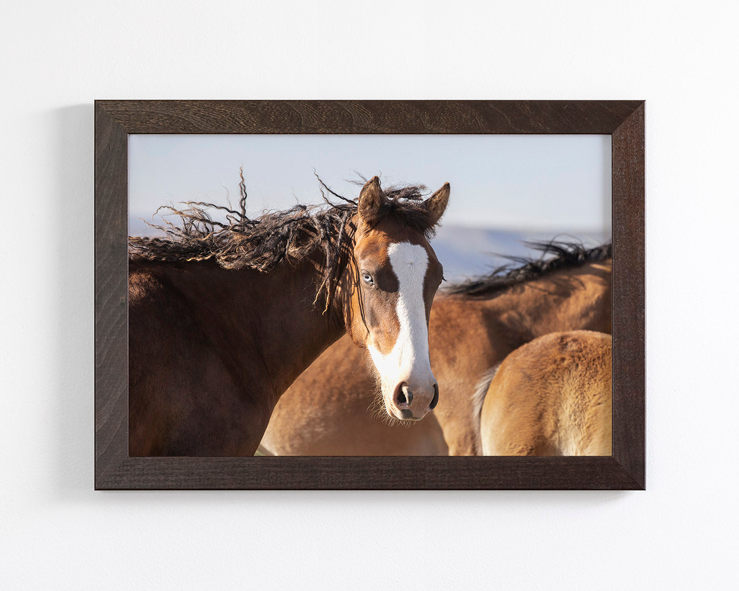 Curly, Blue Eyed Mare