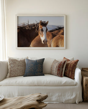 Curly, Blue Eyed Mare