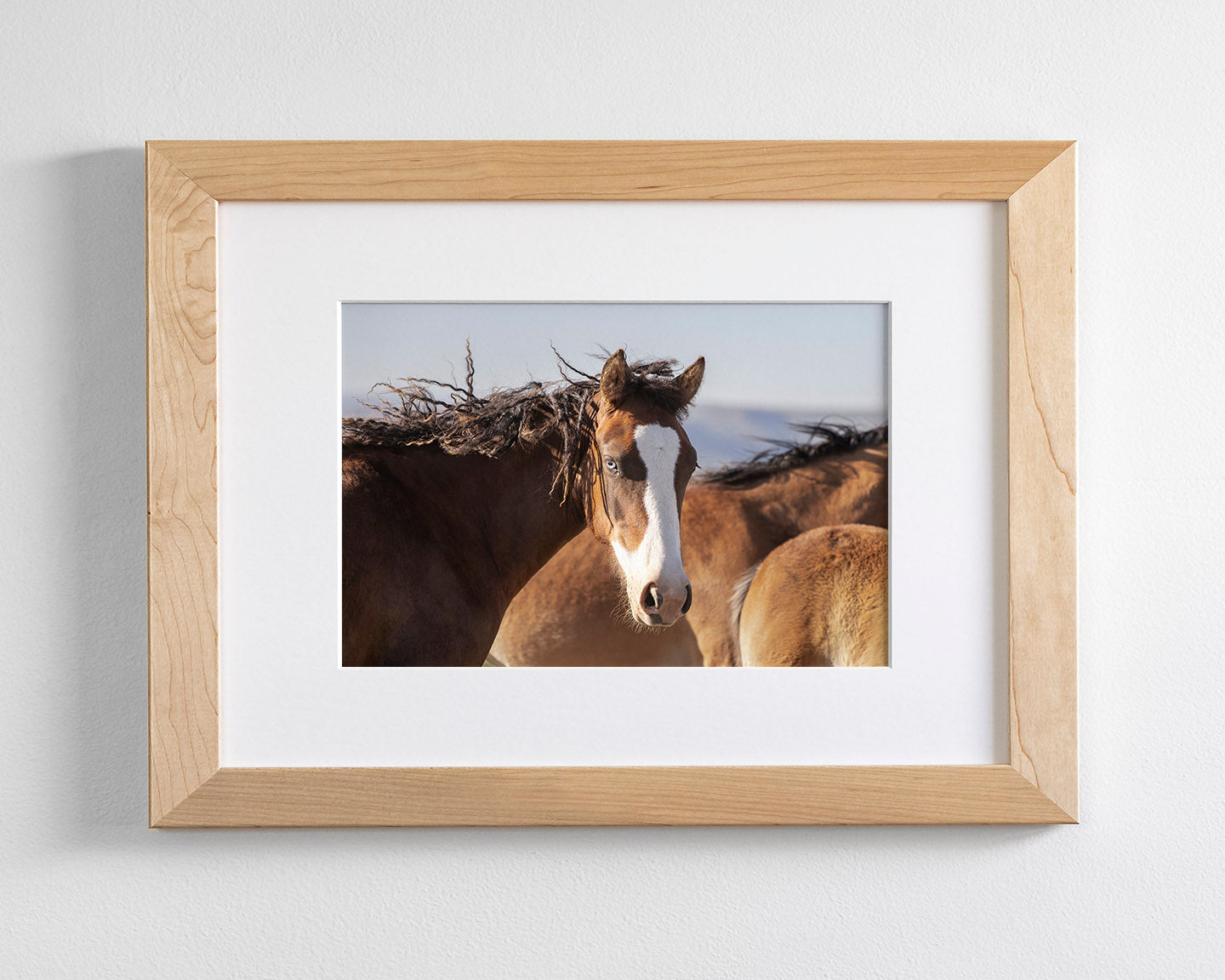 Curly, Blue Eyed Mare
