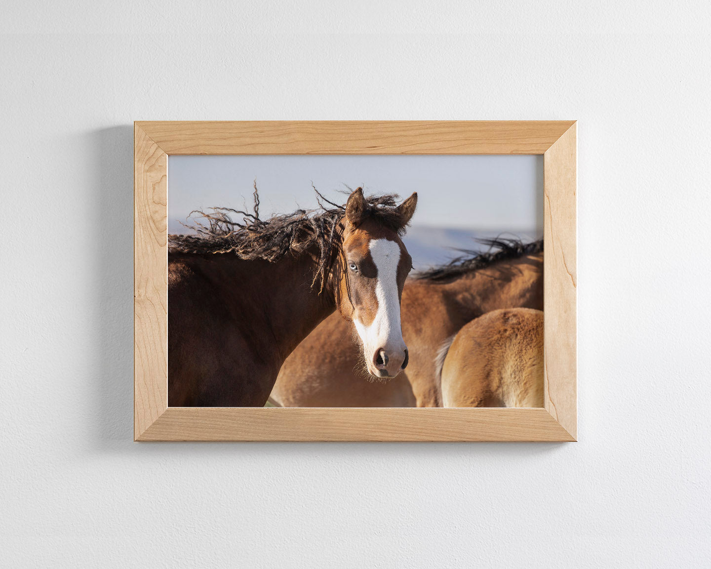 Curly, Blue Eyed Mare