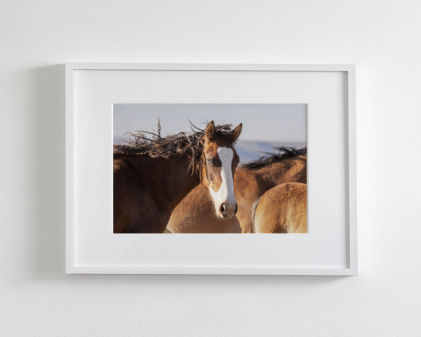 Curly, Blue Eyed Mare