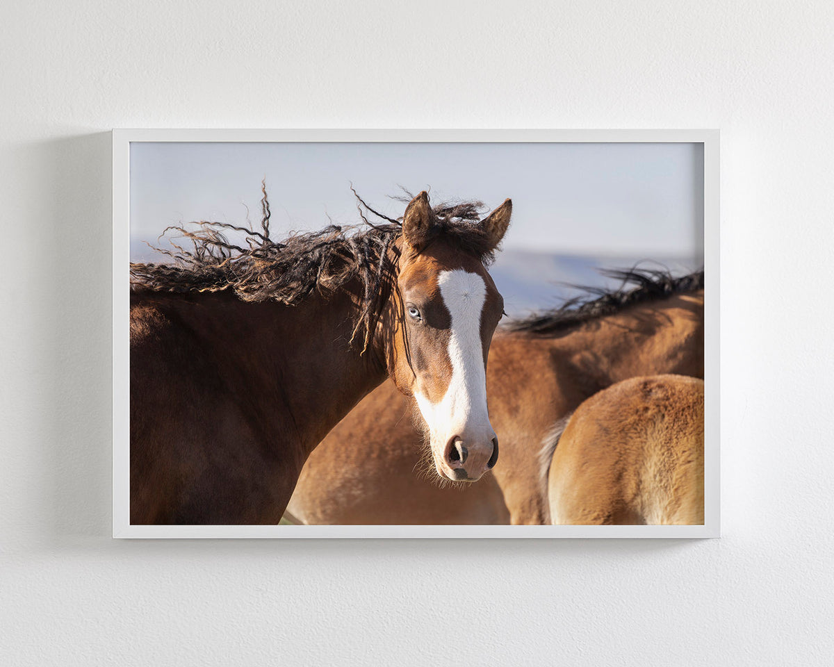 Curly, Blue Eyed Mare