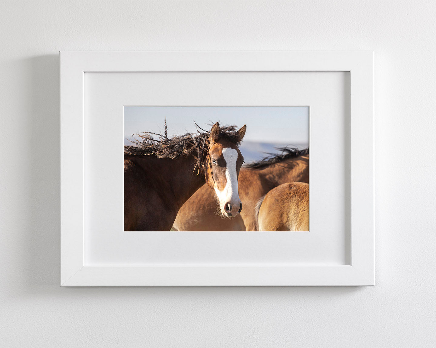 Curly, Blue Eyed Mare