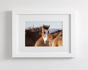 Curly, Blue Eyed Mare