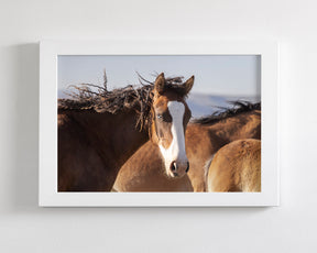 Curly, Blue Eyed Mare