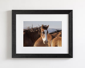 Curly, Blue Eyed Mare