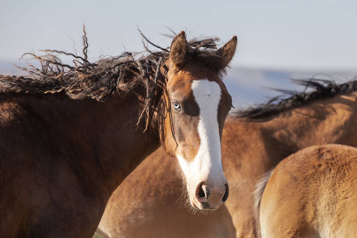 Curly, Blue Eyed Mare