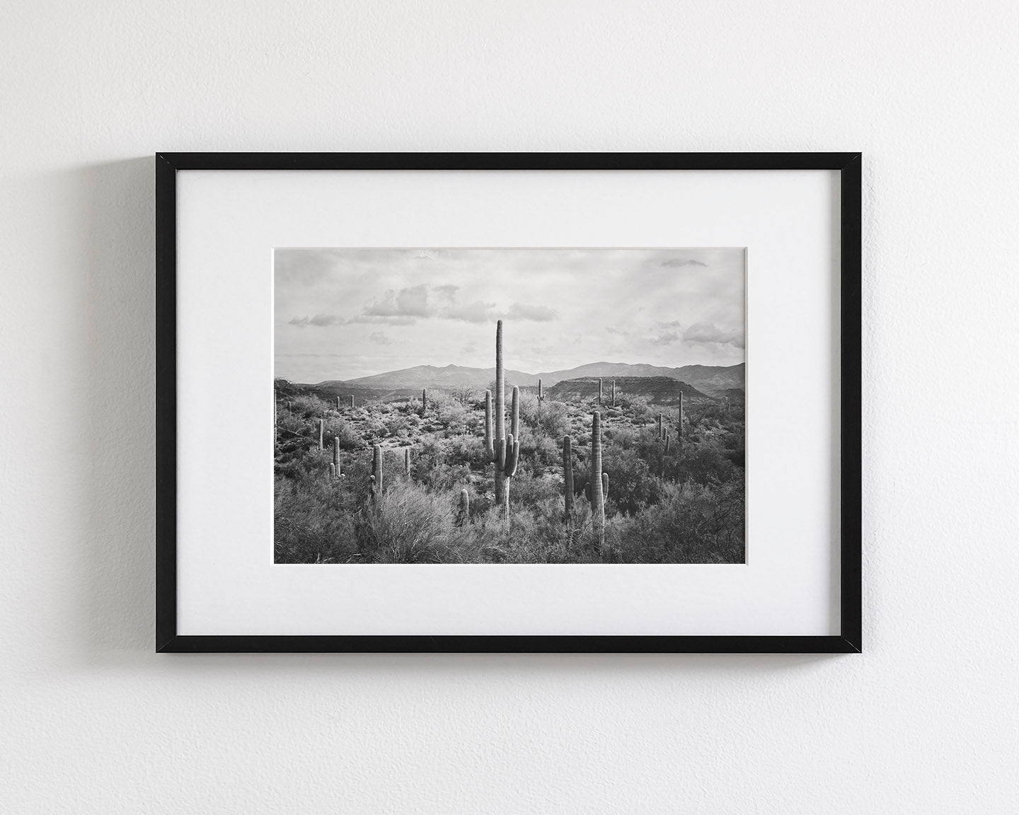 Desert Cactus