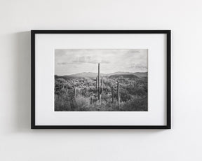 Desert Cactus