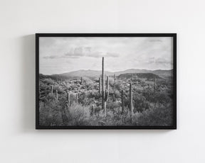 Desert Cactus