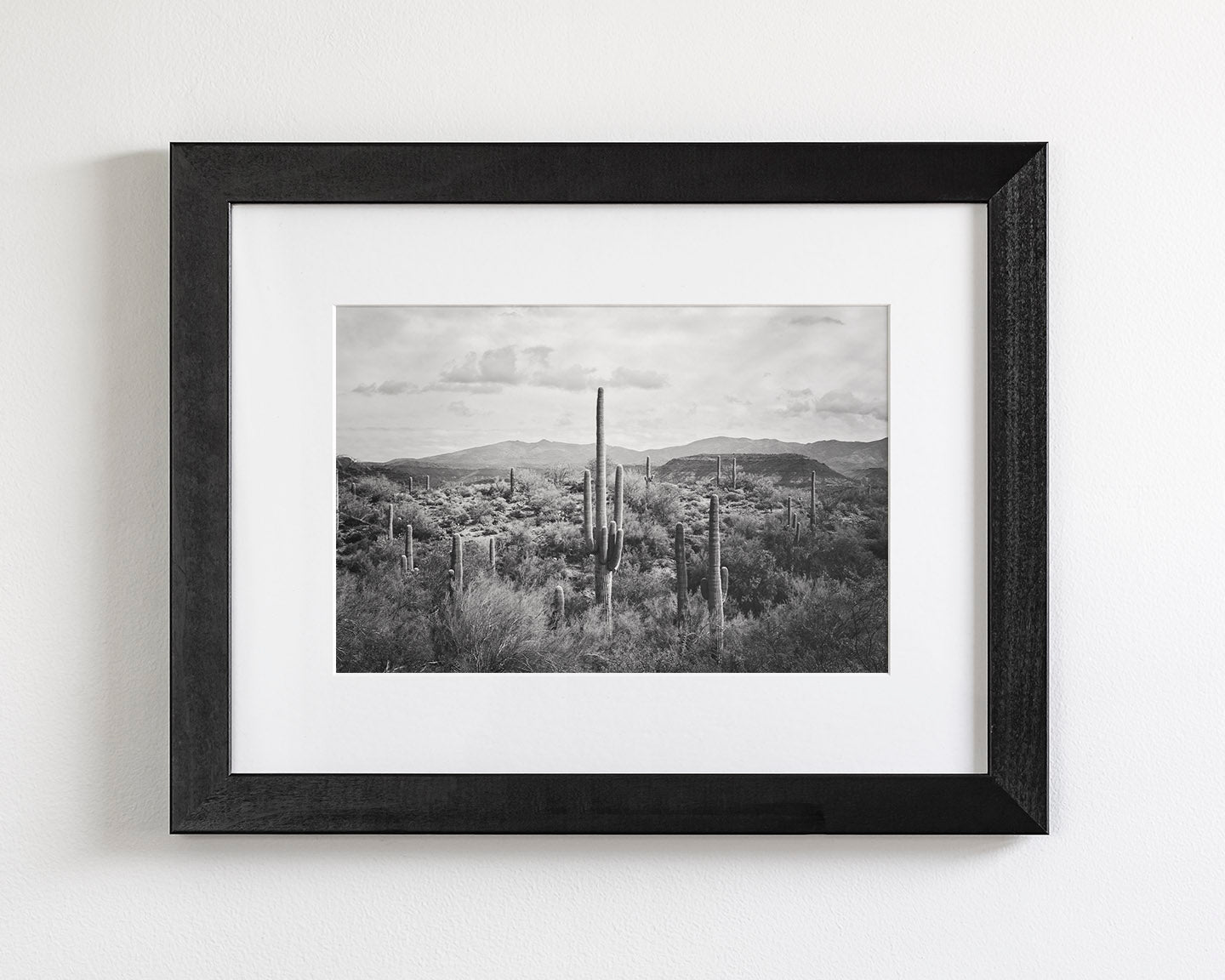 Desert Cactus