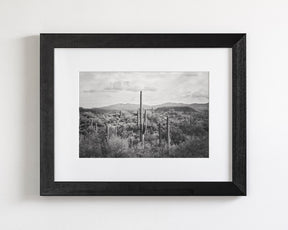 Desert Cactus