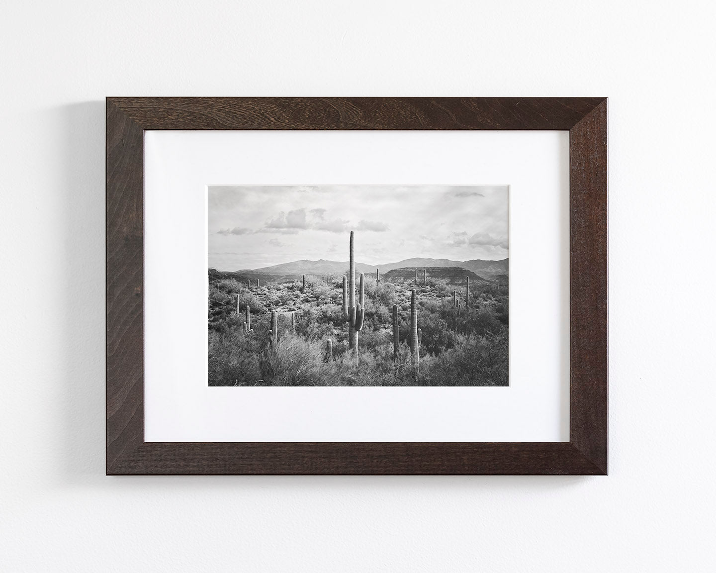 Desert Cactus
