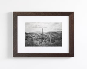 Desert Cactus