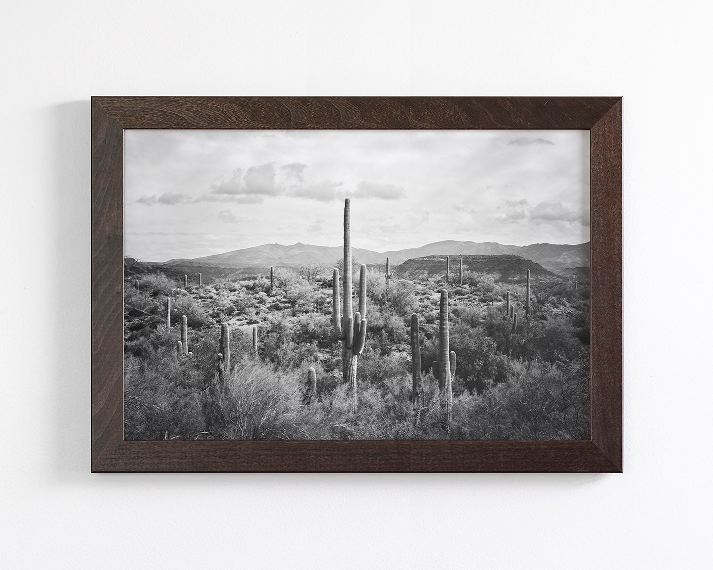 Desert Cactus