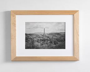 Desert Cactus