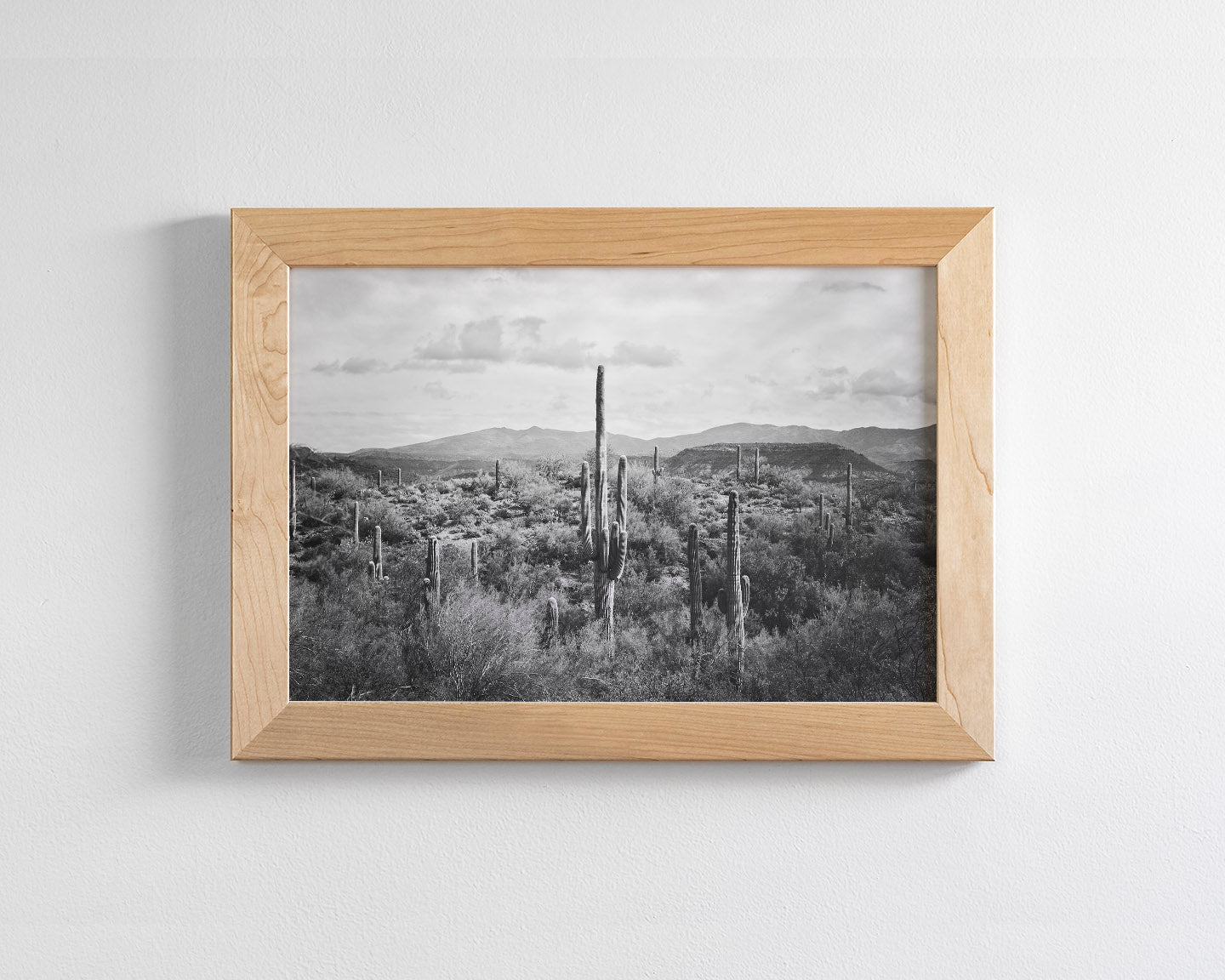 Desert Cactus