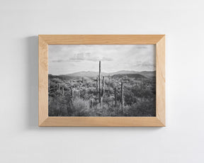 Desert Cactus