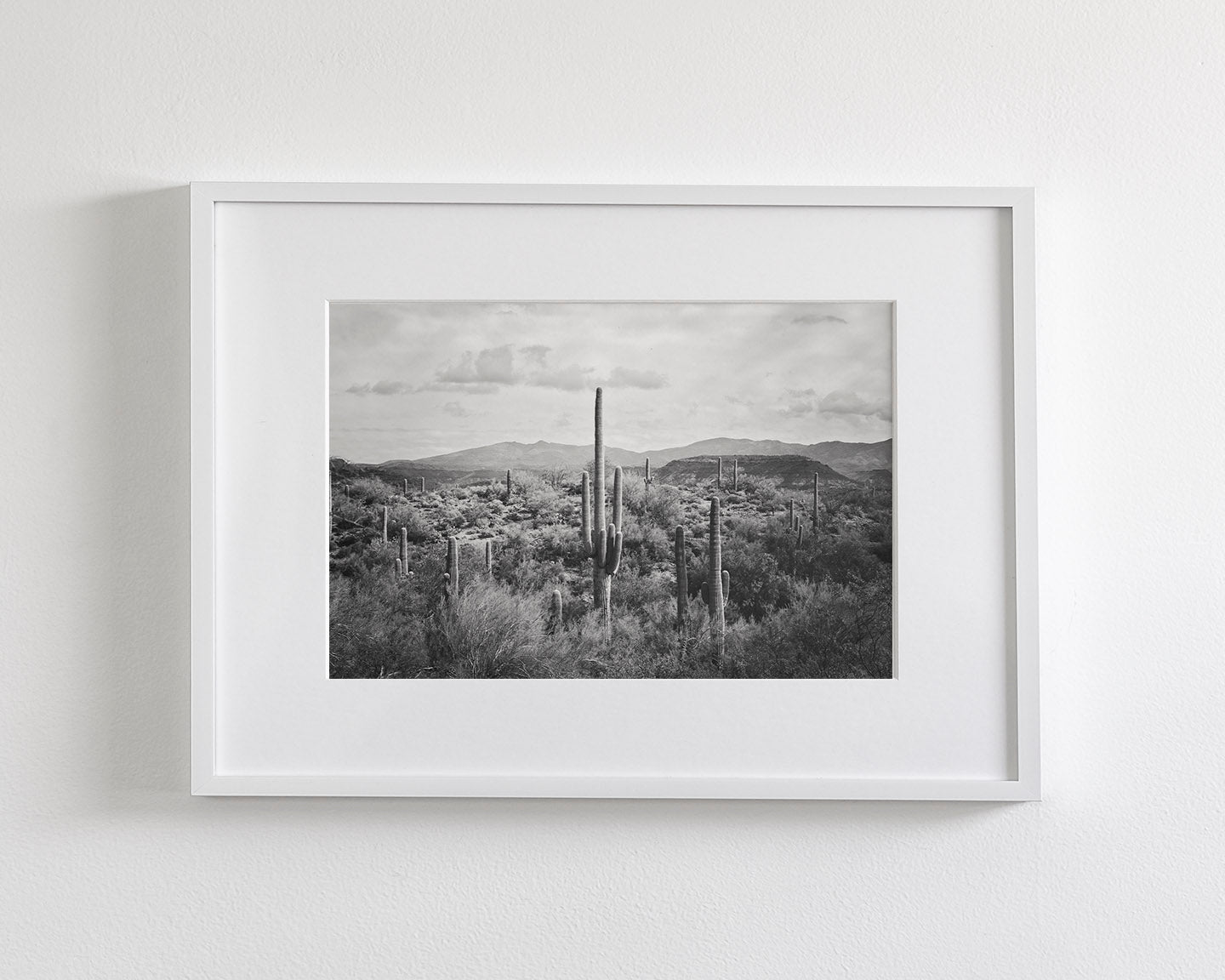 Desert Cactus