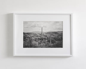 Desert Cactus