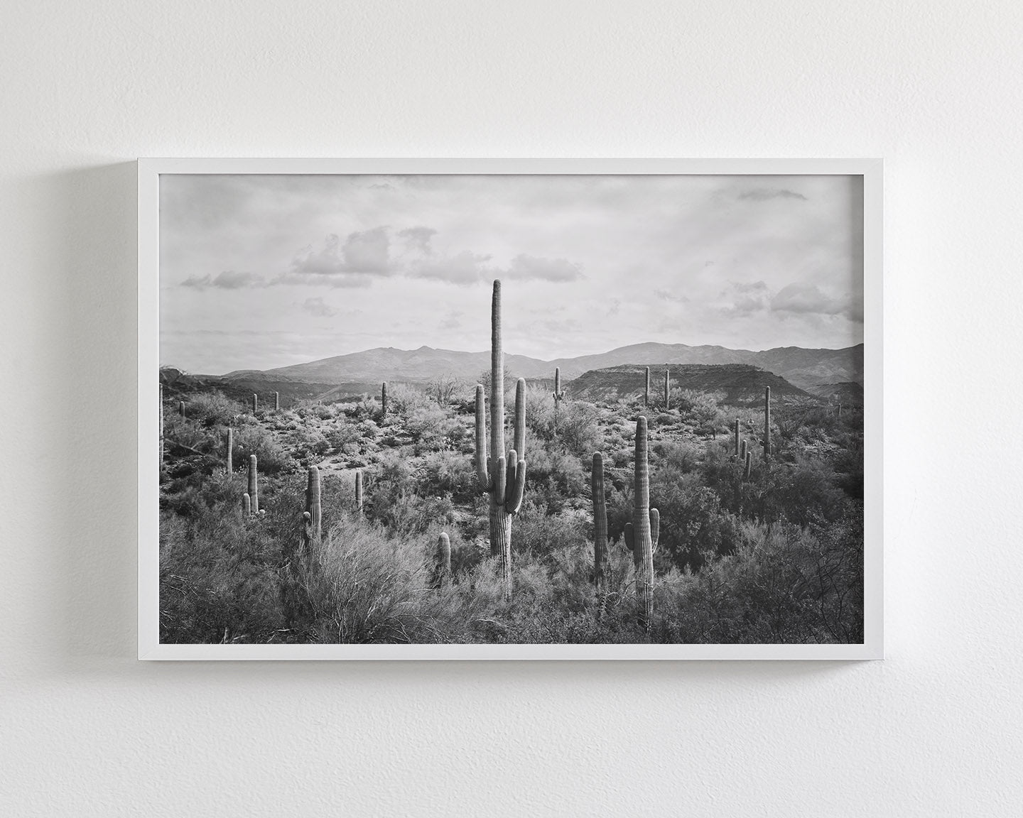 Desert Cactus