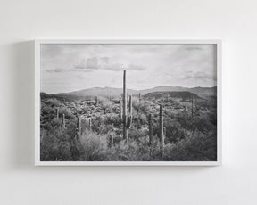 Desert Cactus