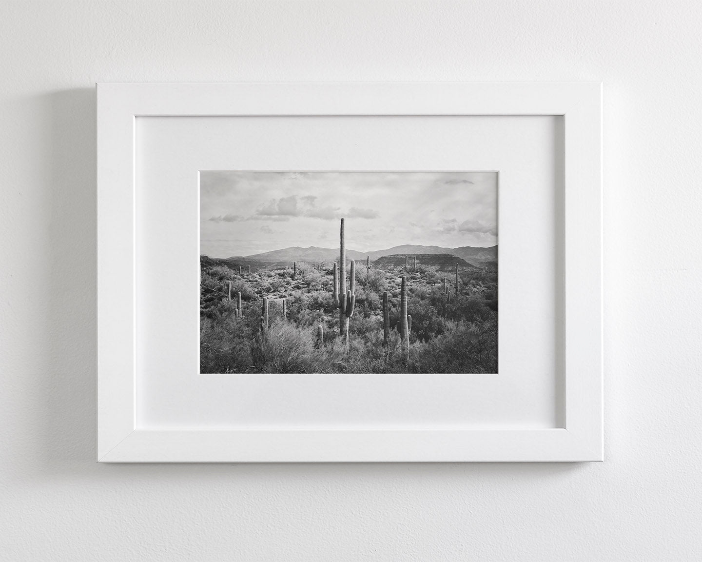 Desert Cactus