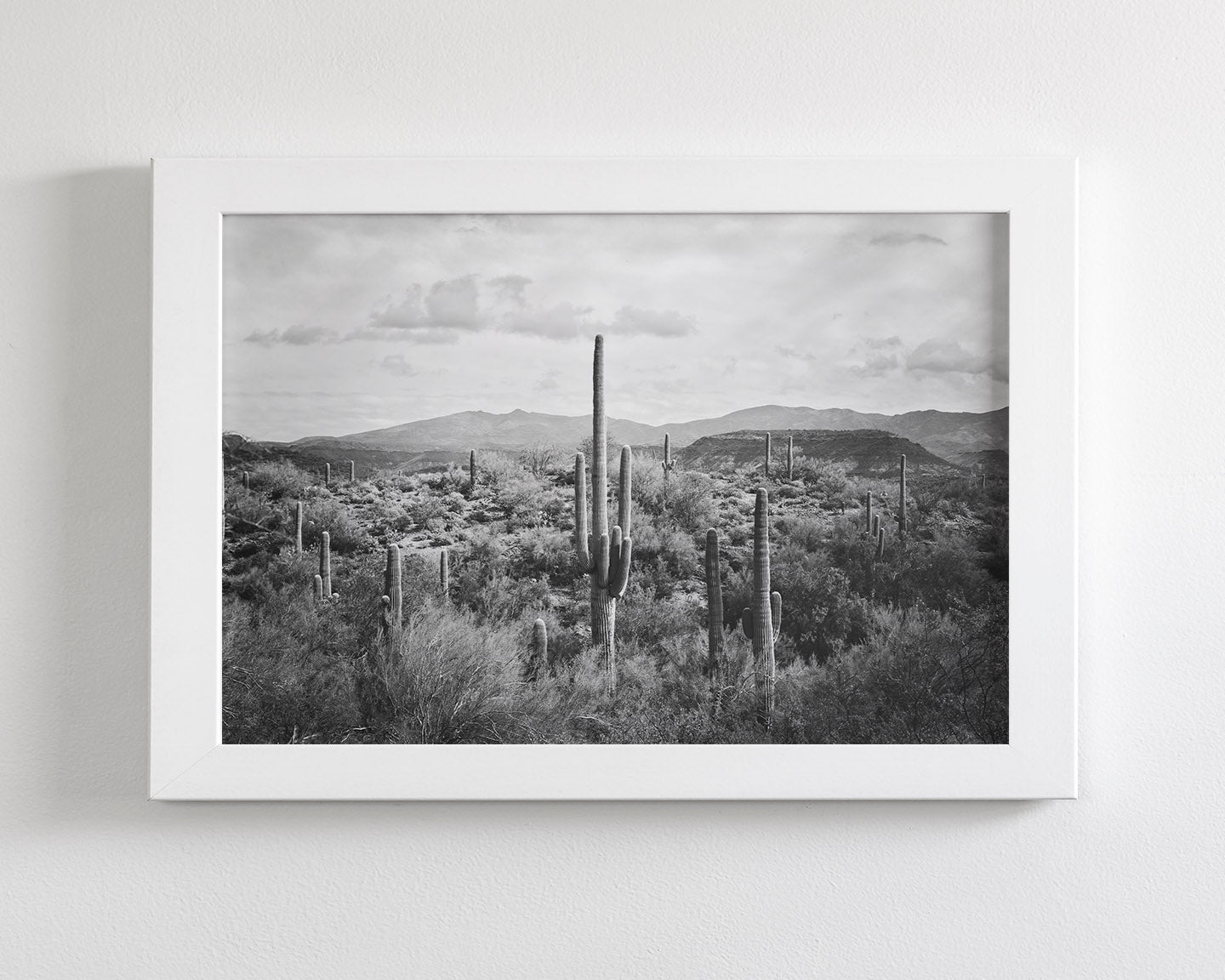 Desert Cactus