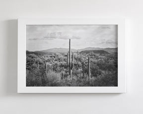 Desert Cactus