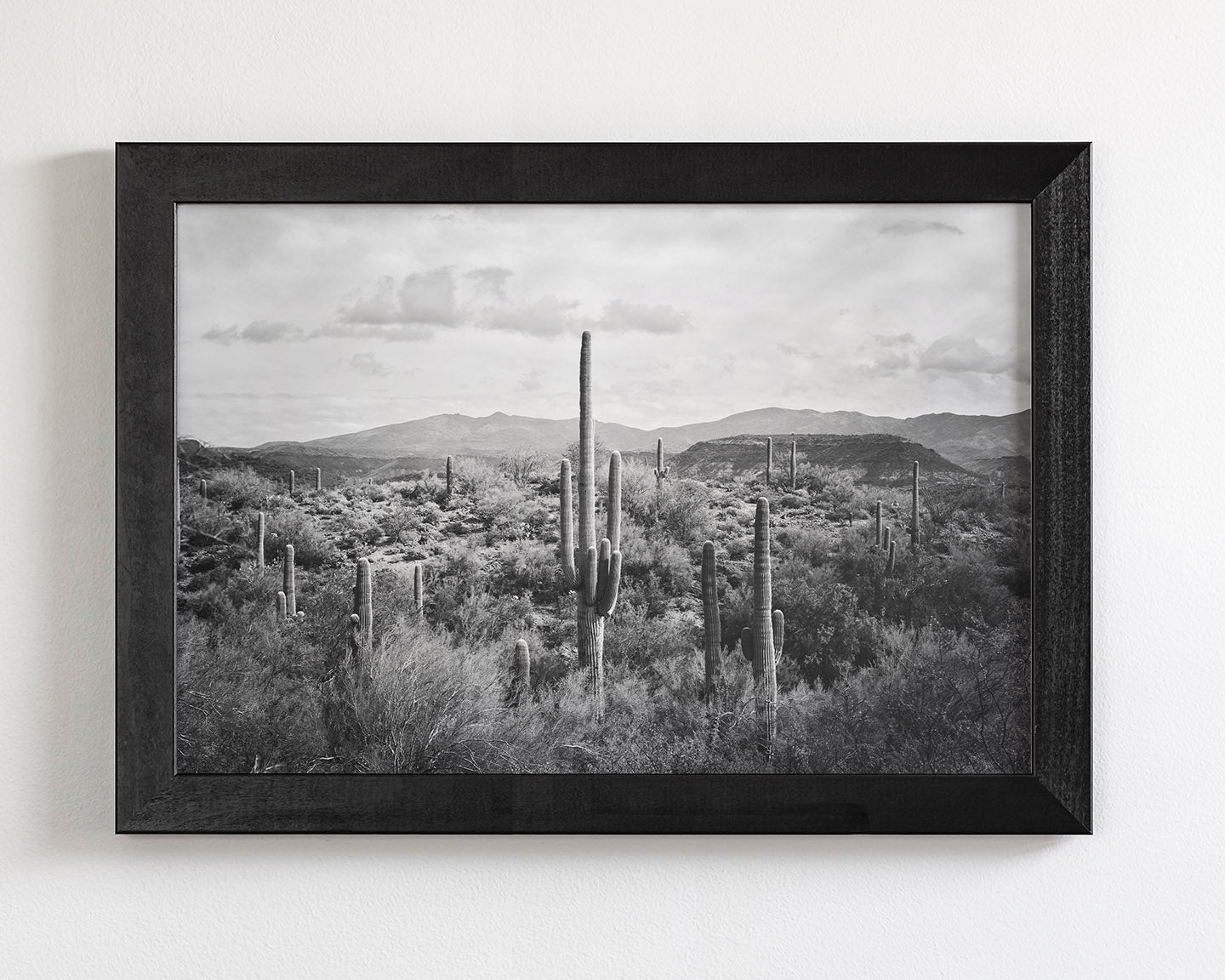 Desert Cactus