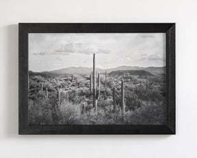Desert Cactus
