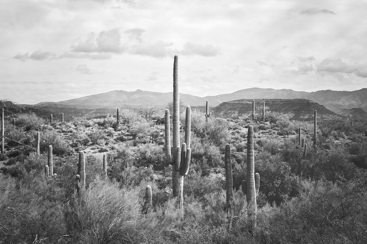 Desert Cactus