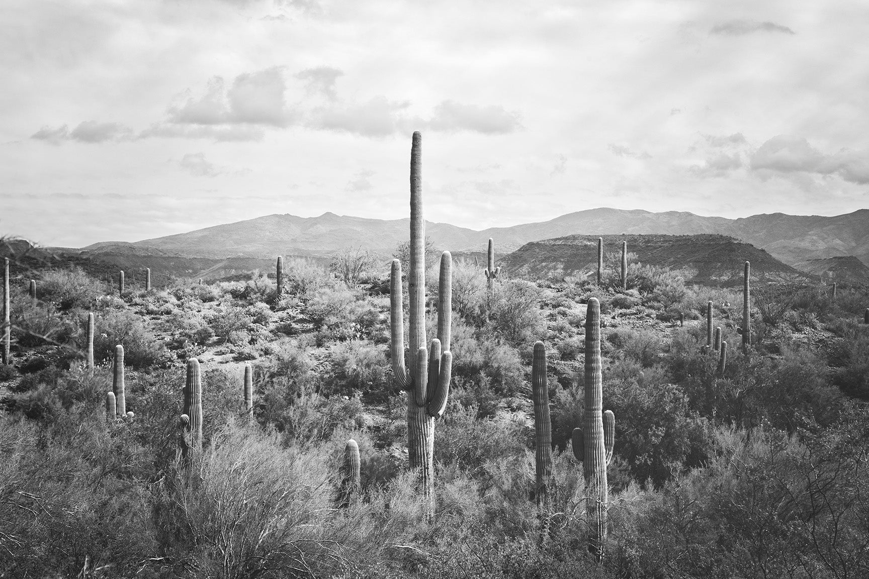 Desert Cactus