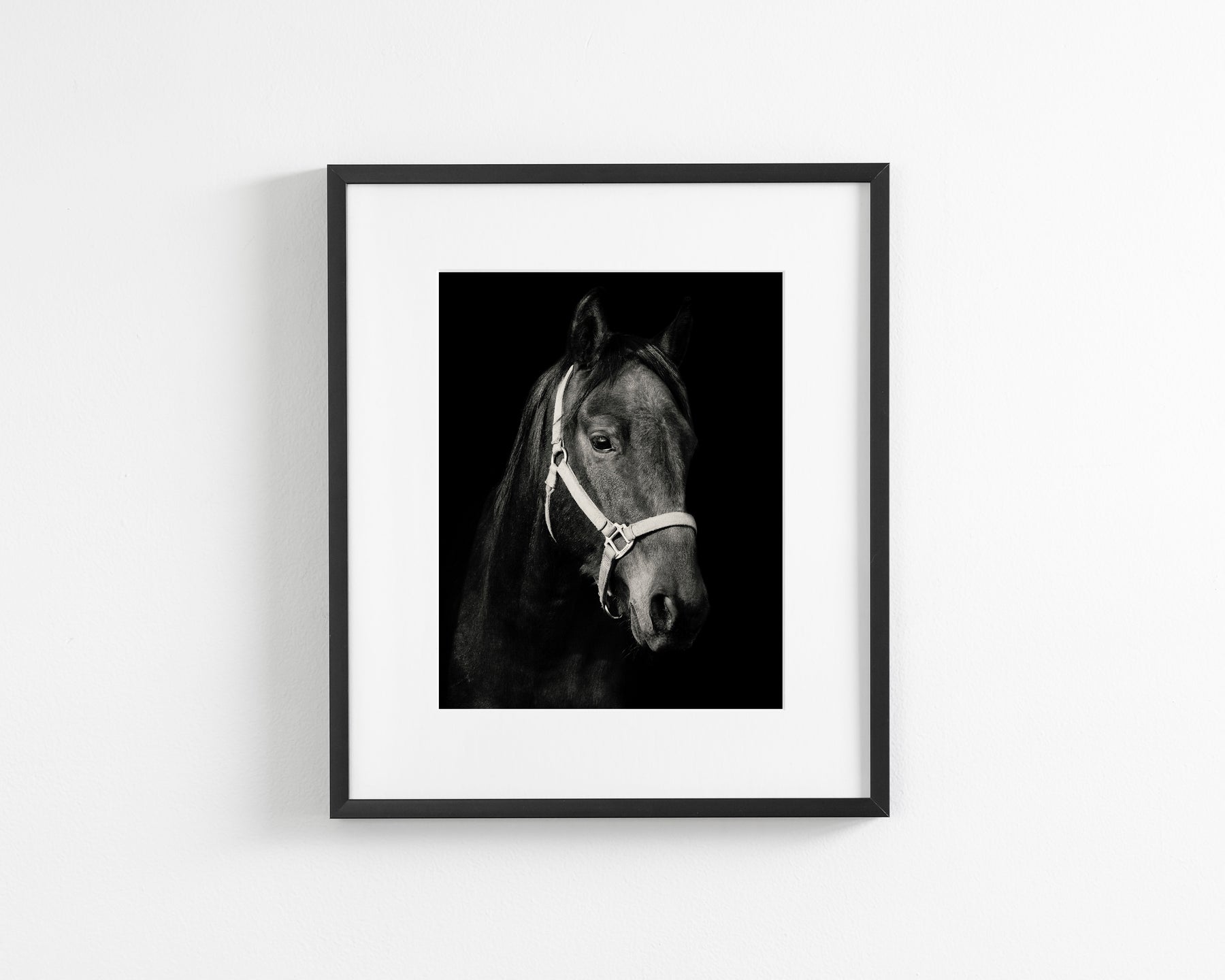 Dark Horse and Halter