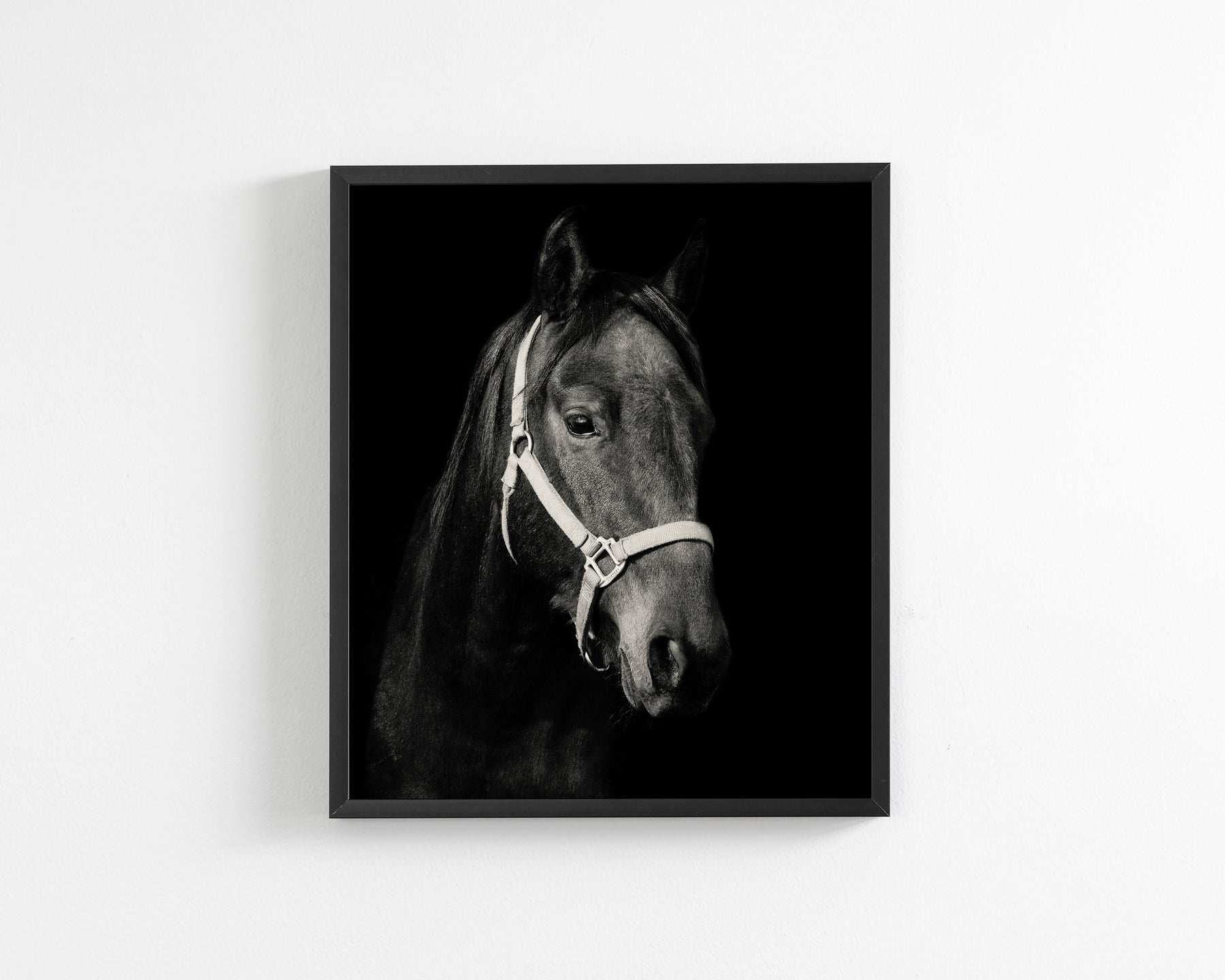 Dark Horse and Halter