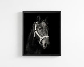 Dark Horse and Halter