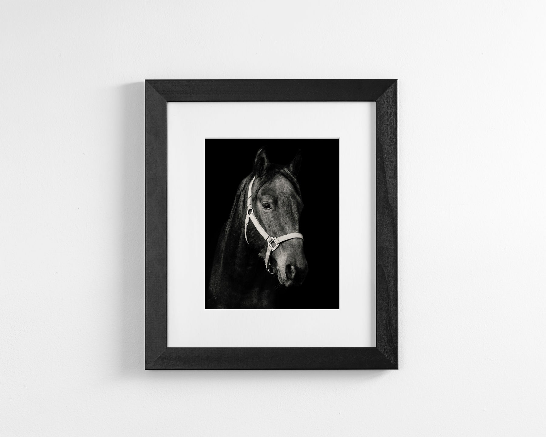 Dark Horse and Halter