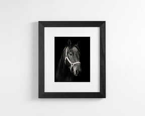 Dark Horse and Halter