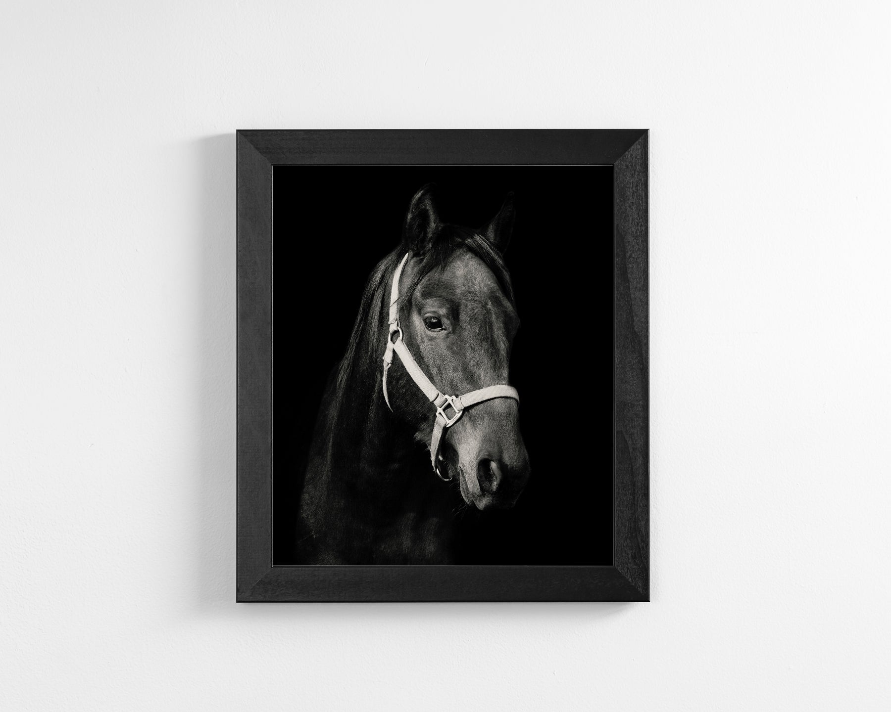 Dark Horse and Halter