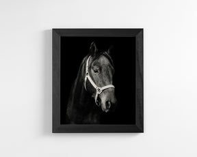 Dark Horse and Halter