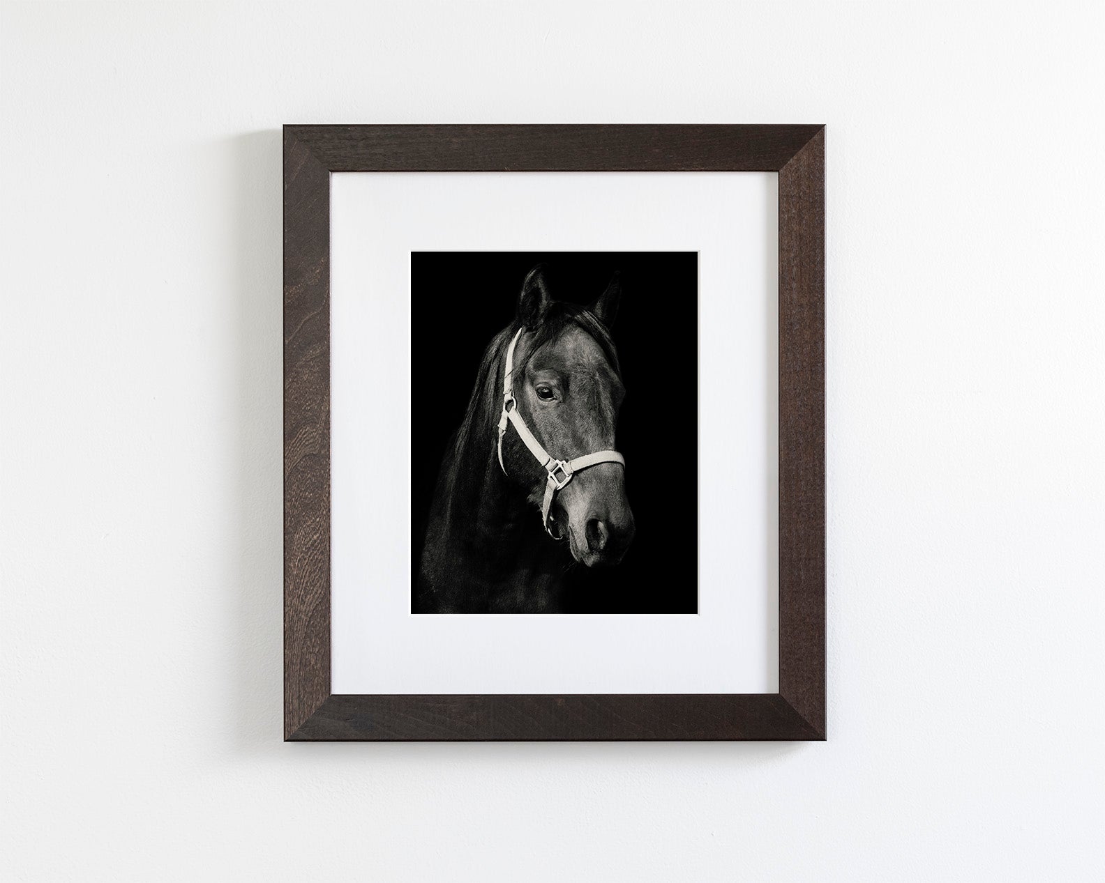 Dark Horse and Halter