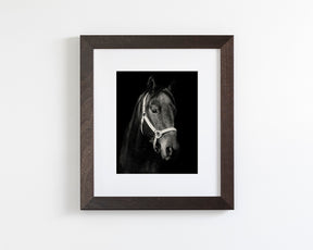Dark Horse and Halter