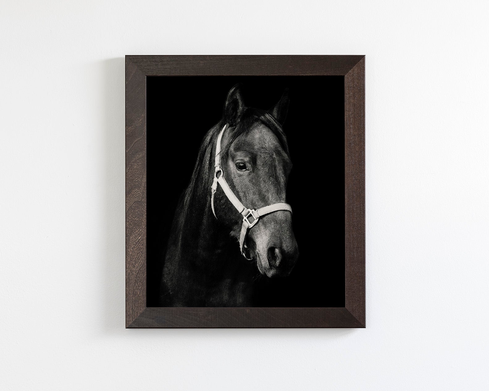 Dark Horse and Halter