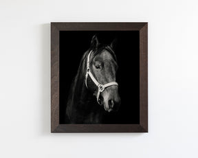 Dark Horse and Halter
