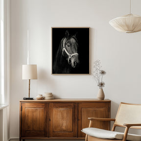 Dark Horse and Halter