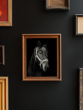 Dark Horse and Halter